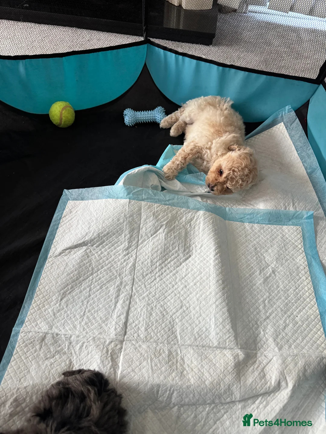 Yorkiepoo dogs for sale: Beautiful boy - Advert 6