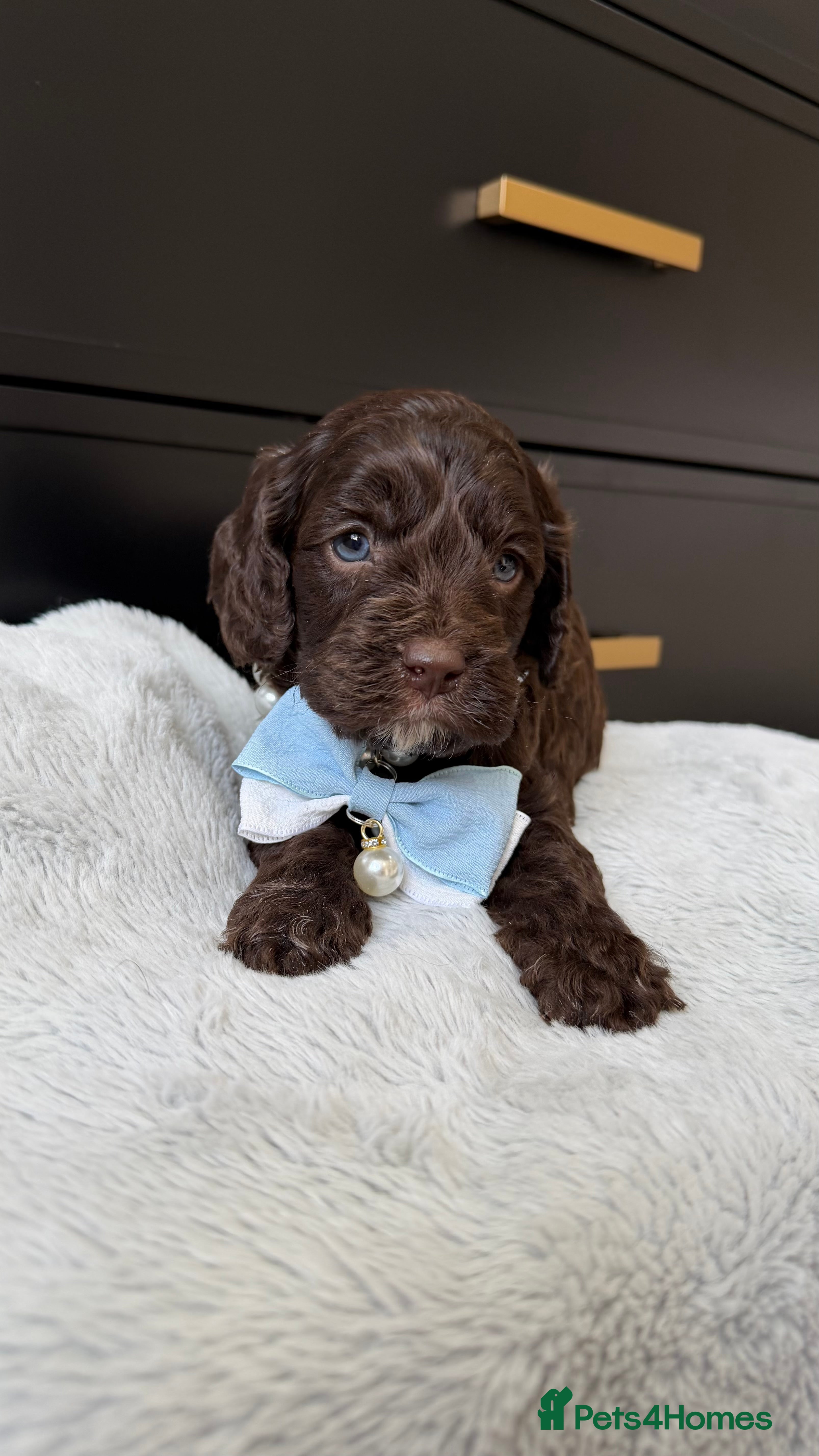 Cavapoo dogs Amazing quality Chocolate Cavapoos  - Advert 11