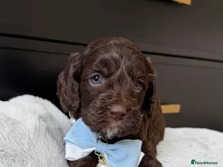 Cavapoo dogs Amazing quality Chocolate Cavapoos - Advert 11