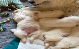 Samoyed dogs for sale: Gorgeous Samoyed Puppies  - Image 2