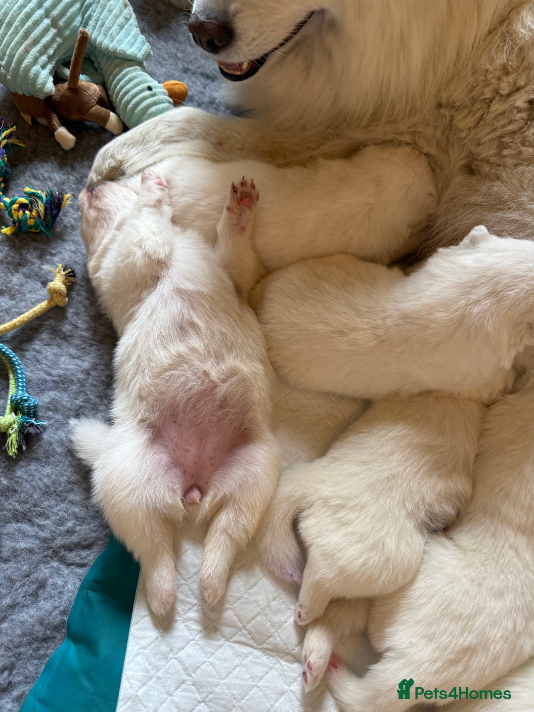 Samoyed dogs for sale: Gorgeous Samoyed Puppies  - Image 2
