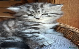 British Longhair cats for sale: British Longhair full pedigree - Advert 9