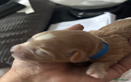 Maltipoo dogs for sale: F1 maltipoo puppies  - Image 3