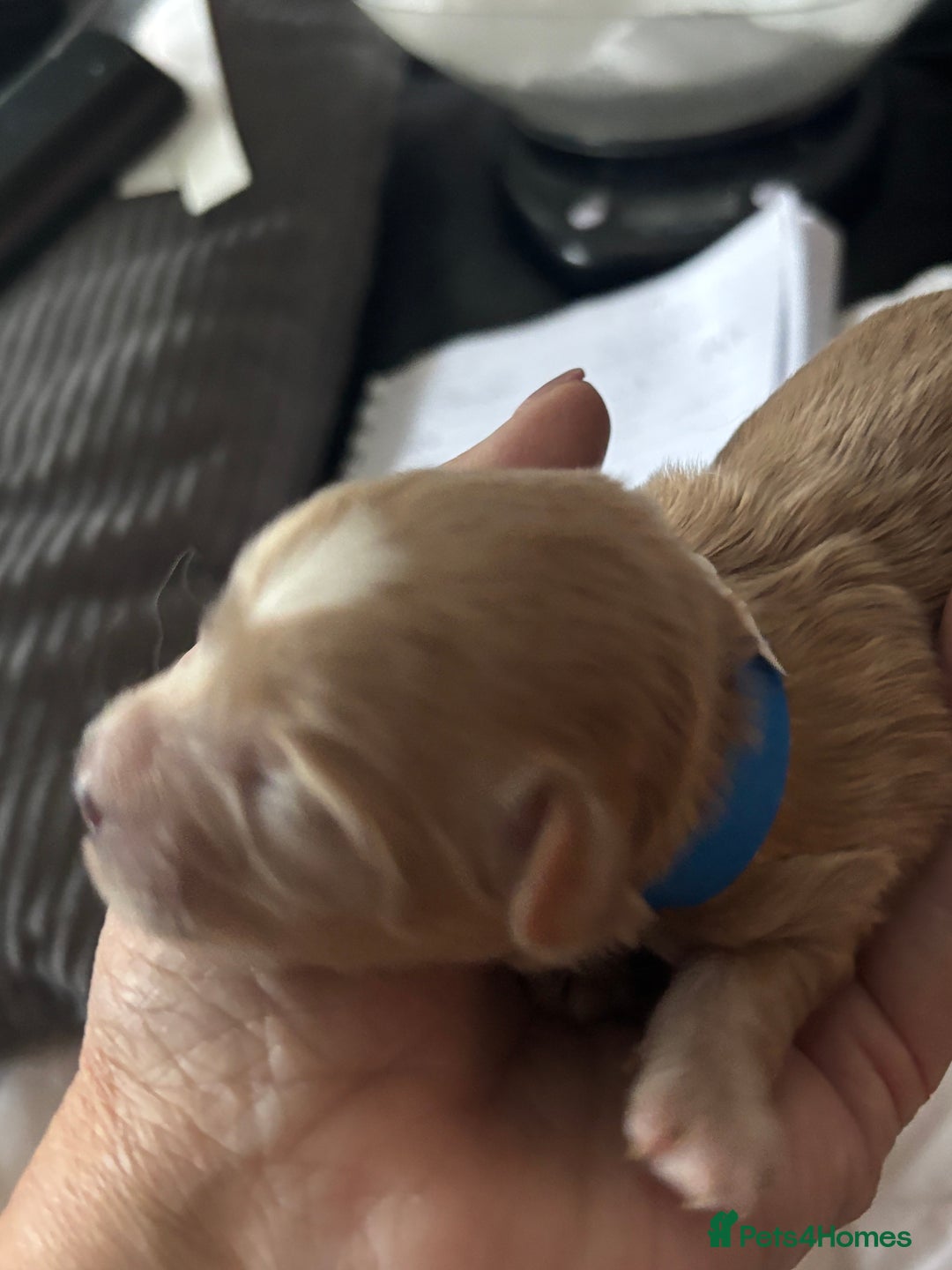 Maltipoo dogs for sale: F1 maltipoo puppies  - Image 3