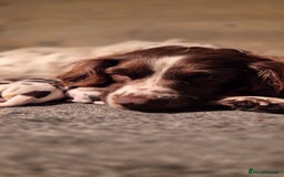 English Springer Spaniel dogs for sale: English Springer Spaniel Puppies  - Image 22