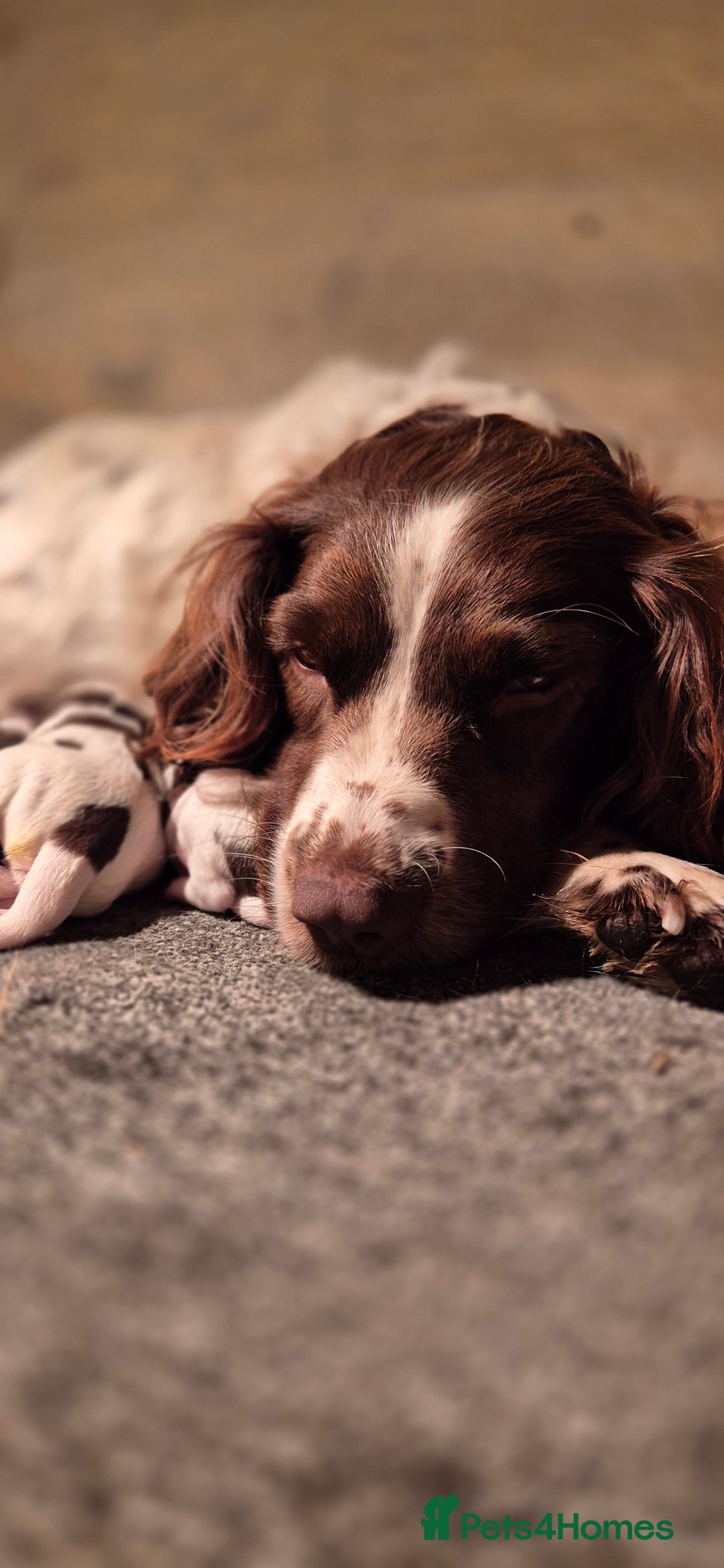English Springer Spaniel dogs for sale: English Springer Spaniel Puppies  - Image 22