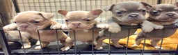 French Bulldog dogs for sale: Isabella & lilac & tan chunky frenchies - Advert 28