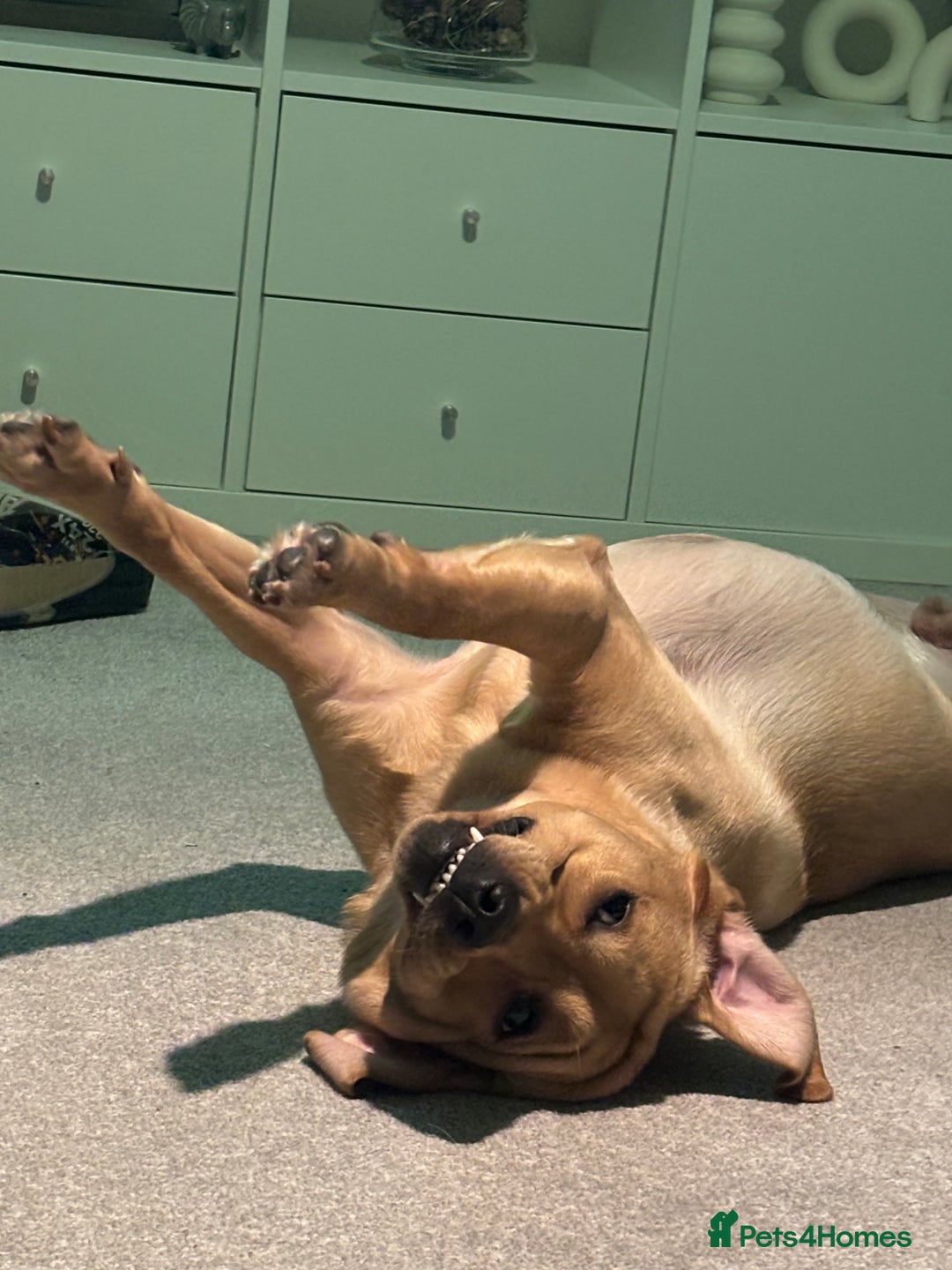 Labrador Retriever dogs for sale: Golden labrador - Advert 5