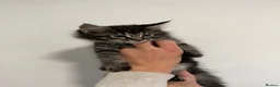 Maine Coon cats for sale: 4 beautiful and playful Maine Coon kittens - Advert 8