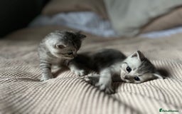 British Shorthair cats for sale: Beautiful British Shorthair Kittens... - Image 23