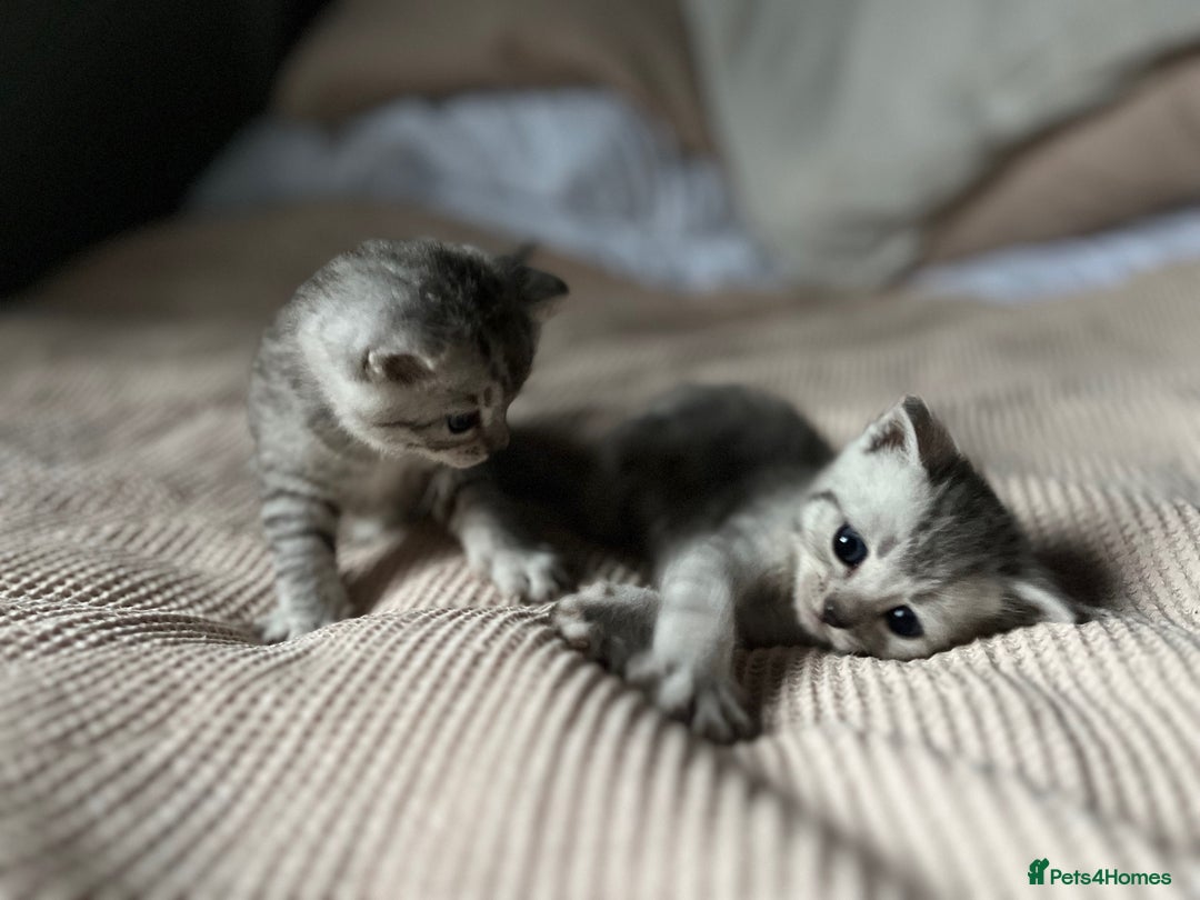British Shorthair cats for sale: Beautiful British Shorthair Kittens... - Image 23