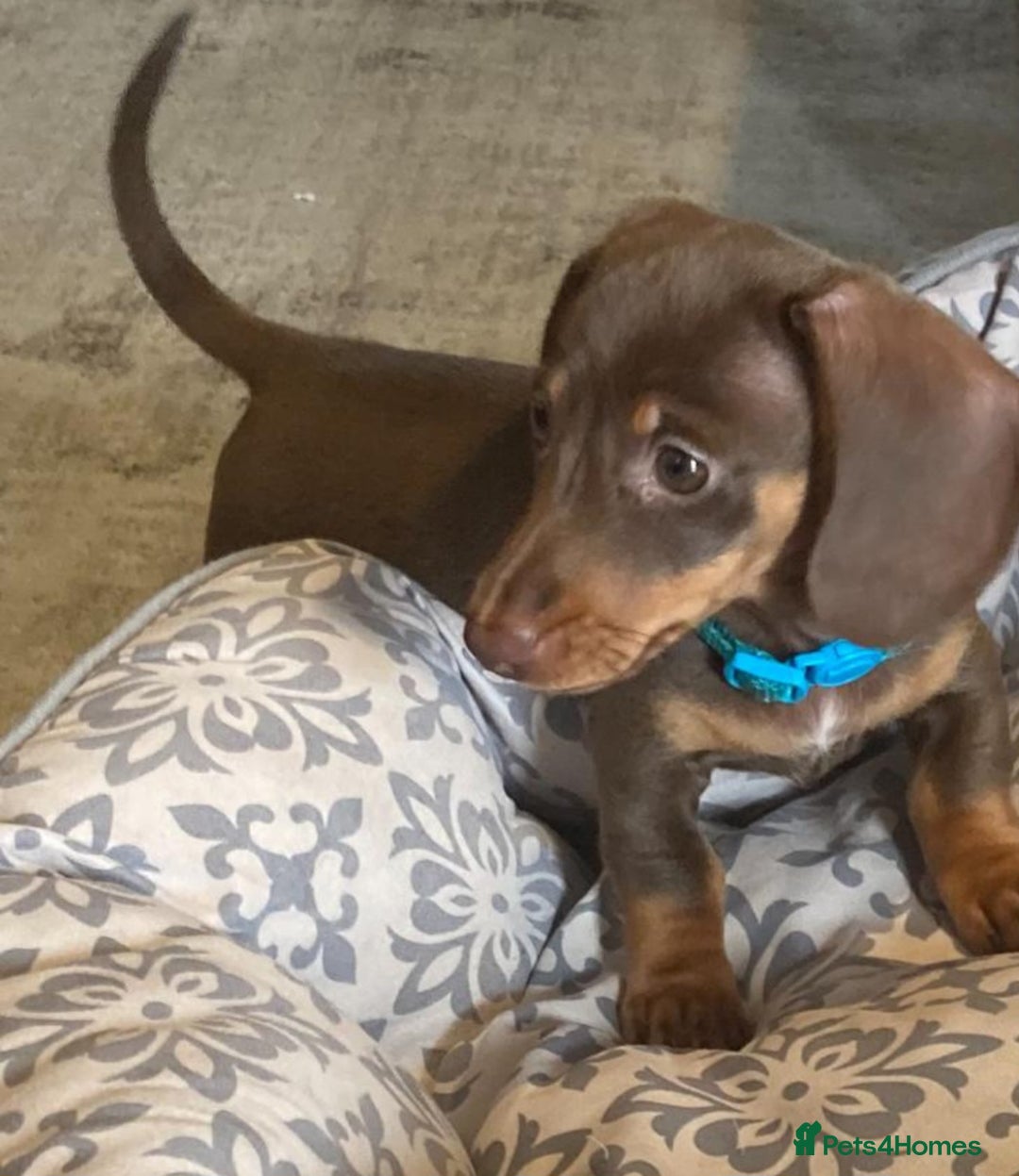 Miniature Dachshund dogs for sale: Mini dachshund  - Image 20