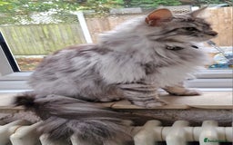Maine Coon cats for sale: Two Maine Coon Brothers - Image 6