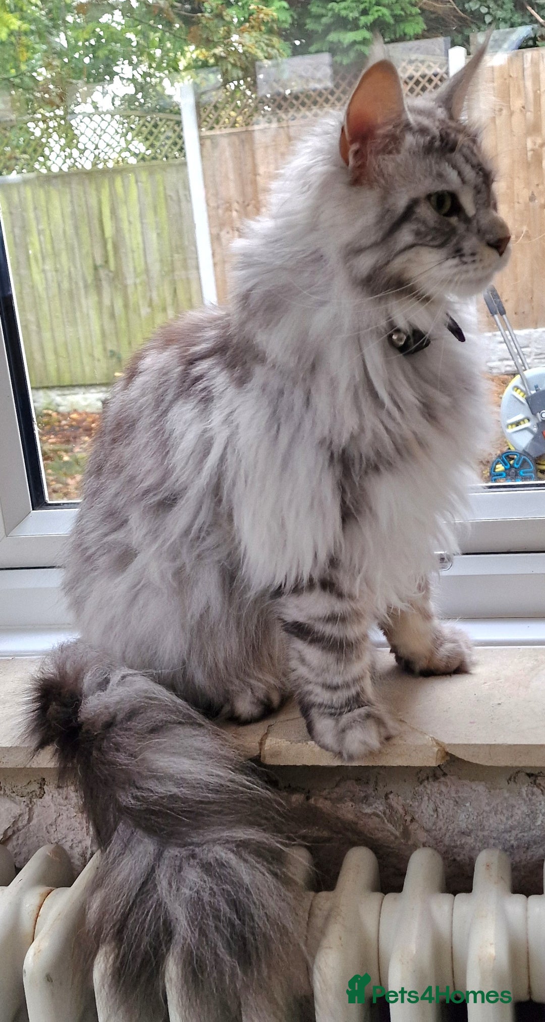 Maine Coon cats for sale: Two Maine Coon Brothers - Image 6