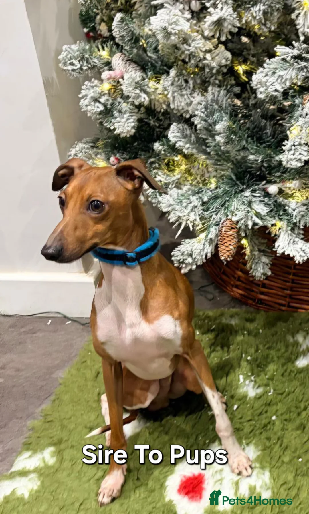 Italian Greyhound dogs for sale: Beautiful Italian Greyhound Puppies KC Registered - Advert 23