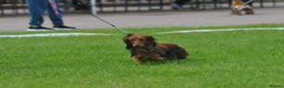 Dachshund dogs for stud: Miniature Long Haired Dachshund PRA 1 Clear KC reg in Peterborough - Advert 10