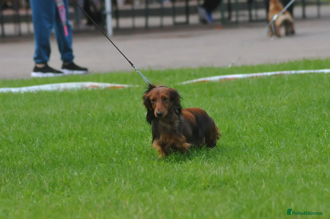 Dachshund dogs for stud: Miniature Long Haired Dachshund PRA 1 Clear KC reg in Peterborough - Advert 10