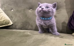 British Shorthair cats for sale: Gorgeous British shorthair kitten - Image 14