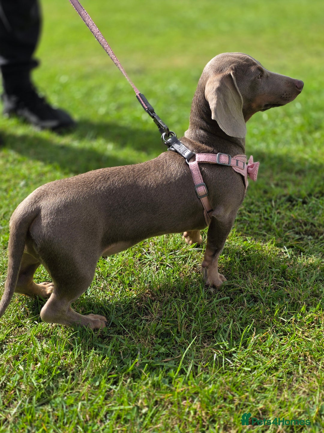Miniature Dachshund dogs for sale: Hi meet Poppy she's a very petite Dachshund puppy in Warrington - Image 4