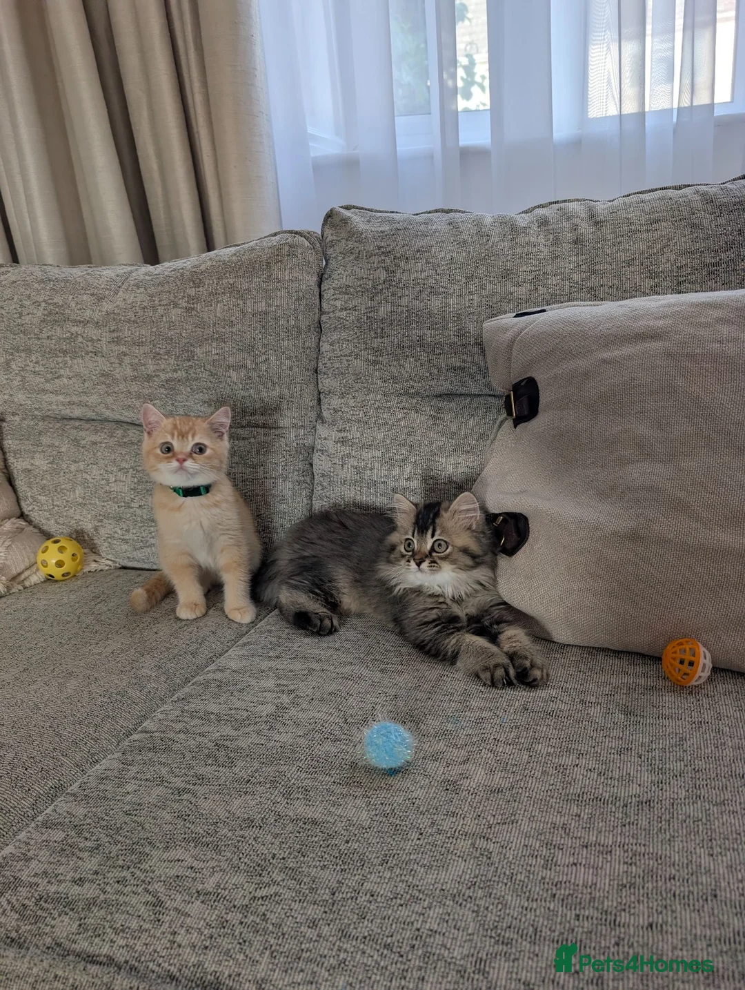 Scottish Fold cats for sale: ⭐ Ready Now Scottish straight kittens  ⭐ - Advert 2