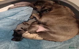 Pug dogs for sale: PEDIGREE PUG PUPPIES  - Advert 11