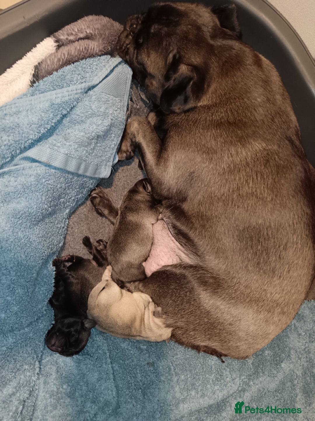 Pug dogs for sale: PEDIGREE PUG PUPPIES  - Advert 11