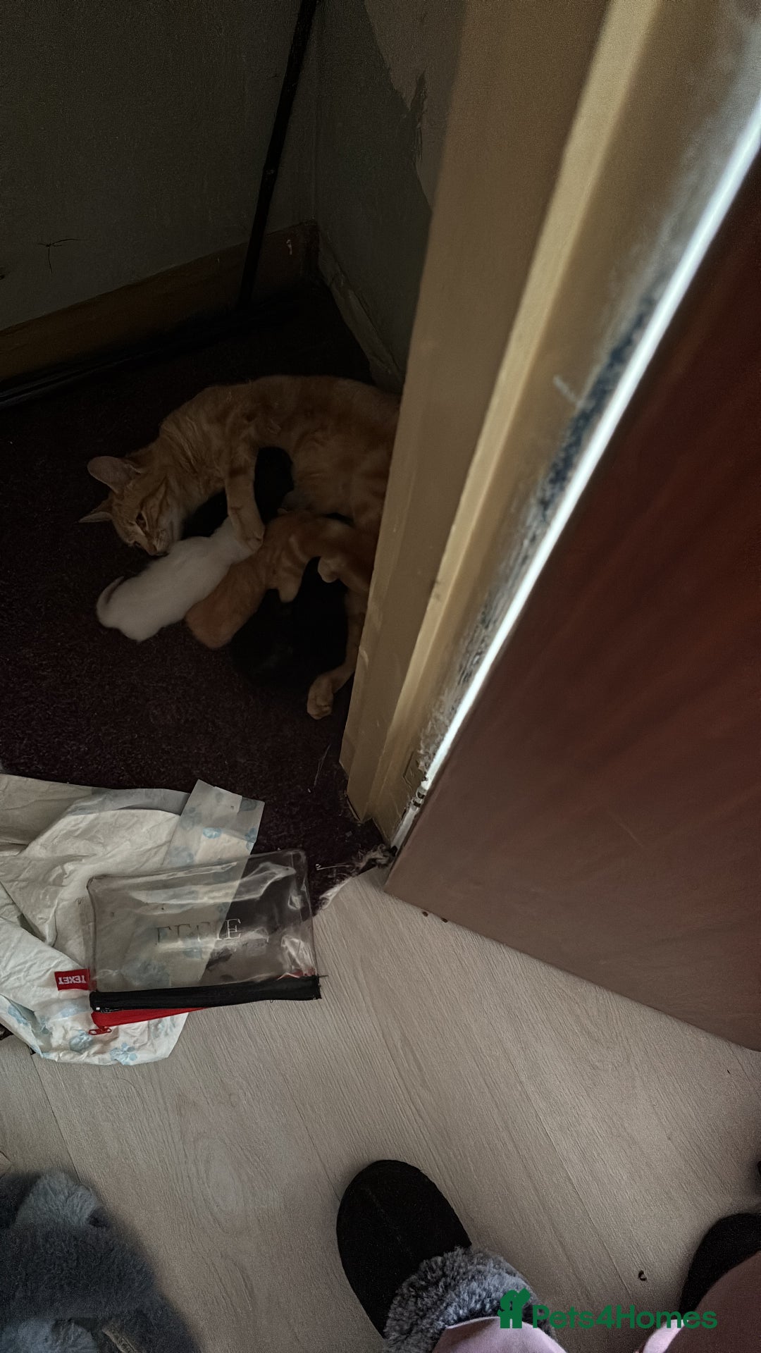 Domestic Shorthair cats for sale: Kittens for sale  - Image 3