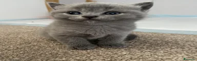 British Shorthair 3