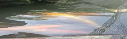 Koi Carp fish for sale: Koi fish for sale due to moving house - Advert 12