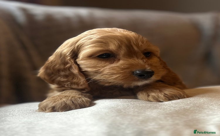 Cockapoo dogs - Advert 11