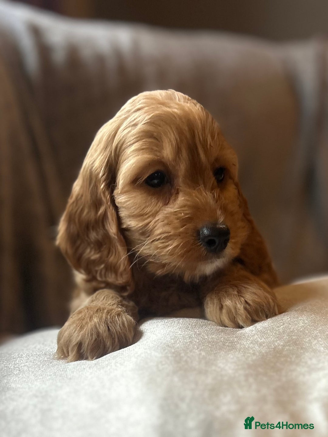 Cockapoo dogs for sale: Cockapoo Puppies - Image 1