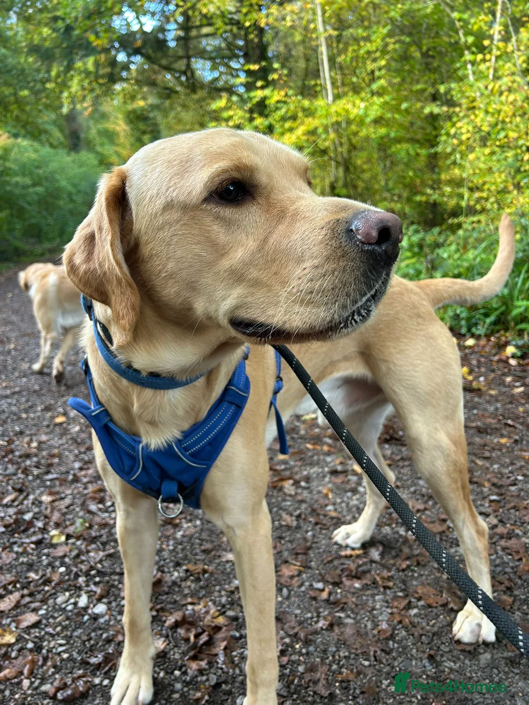 Labrador Retriever dogs for stud: Gorgeous KC Purebred Yellow Labrador For Stud - Advert 14