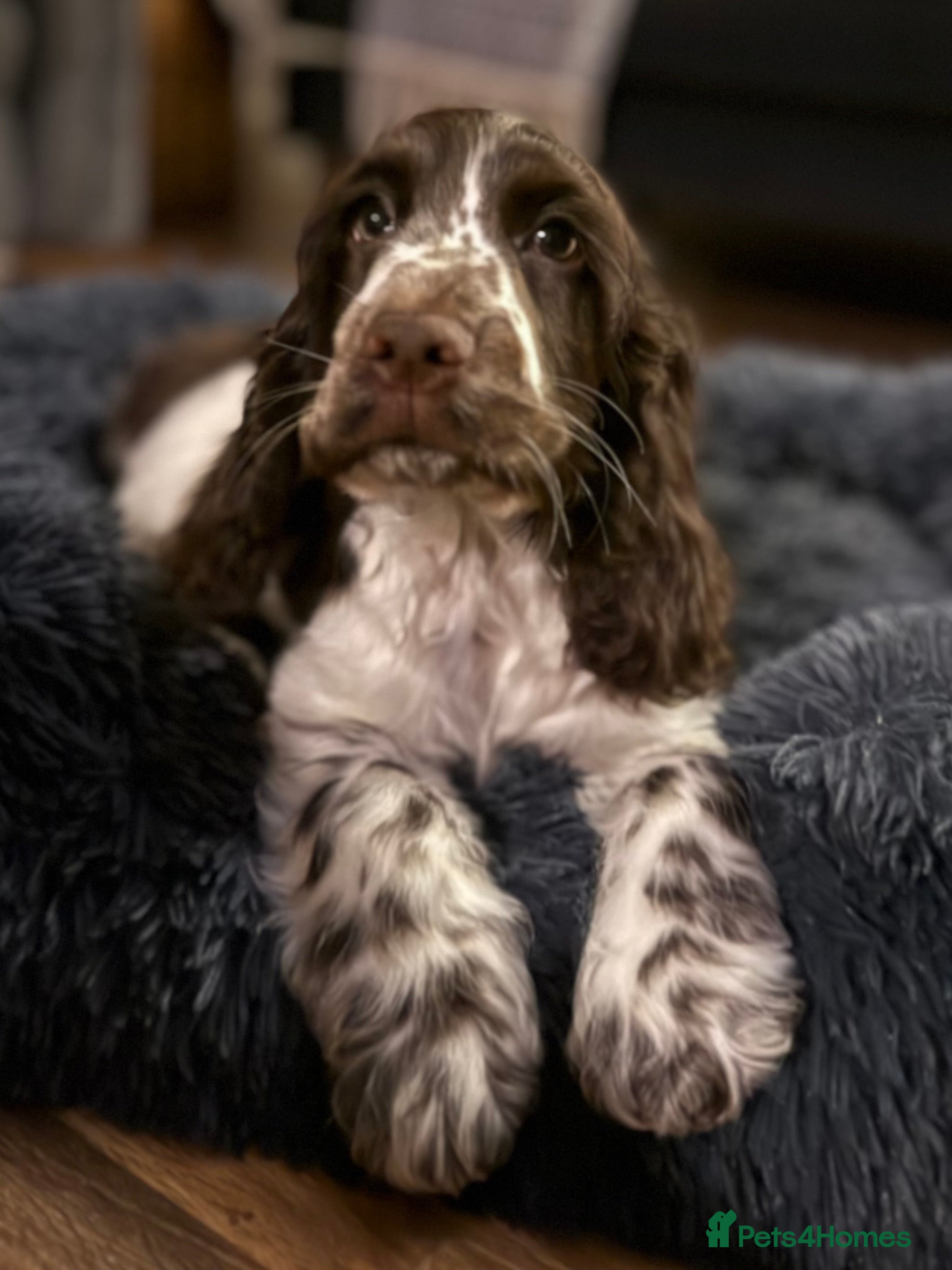 Cocker Spaniel dogs True to type Show Cocker Spaniels - KC reg parents - Advert 14