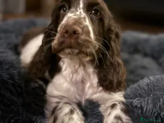 Cocker Spaniel dogs True to type Show Cocker Spaniels - KC reg parents - Advert 14