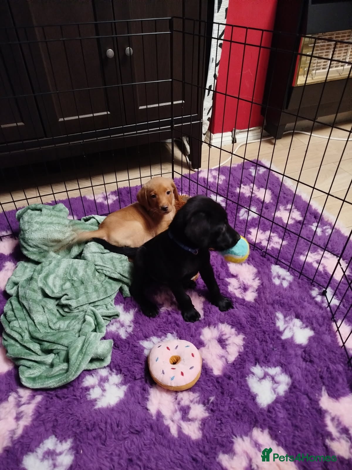 Labrador Retriever dogs KC registered labrador puppies - Advert 6