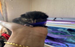 Norwegian Forest Cat cats for sale: Kittens for sale  - Image 16