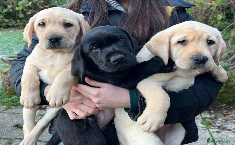 Labrador Retriever dogs  KC Reg Labrador Puppies Champion Lines  - Advert 5