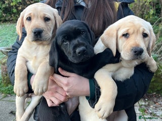 Labrador Retriever dogs KC Reg Labrador Puppies Champion Lines - Advert 10