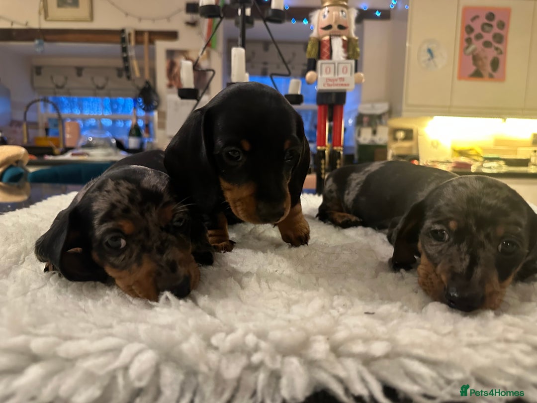 Miniature Dachshund dogs for sale: Miniature Silver Dapple & Black and Tan Dachshunds - Advert 4