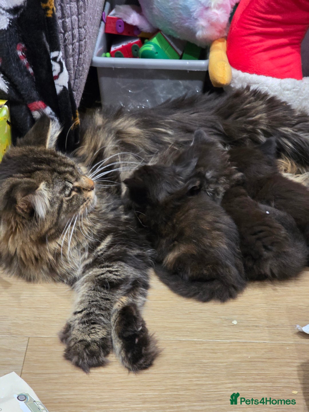 Maine Coon cats for sale: Beautiful Maine Coon kittens  - Advert 20