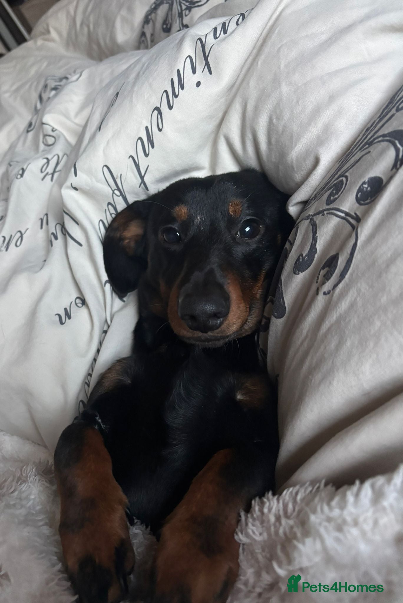 Dachshund dogs Beautiful male dachshund for sale  - Advert 2