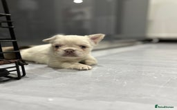 French Bulldog dogs for sale: Beautiful French bulldogs  - Advert 10