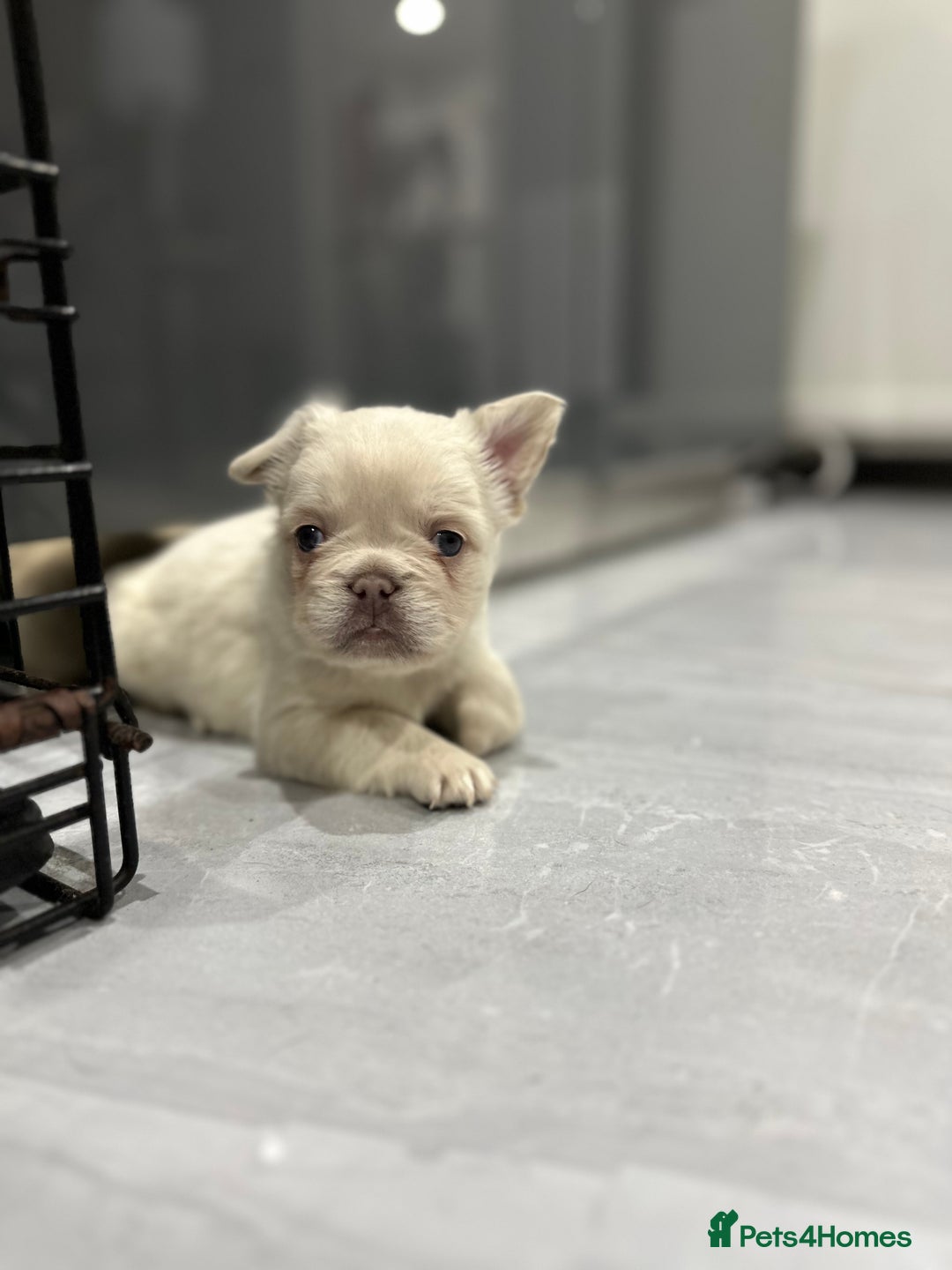 French Bulldog dogs for sale: Beautiful French bulldogs  - Advert 10