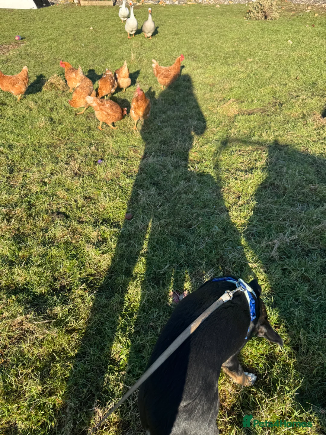 Mixed Breed dogs for sale: Stunning boy  - Advert 5