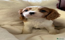 Cavalier King Charles Spaniel dogs for sale: King charles cavalier - Image 9