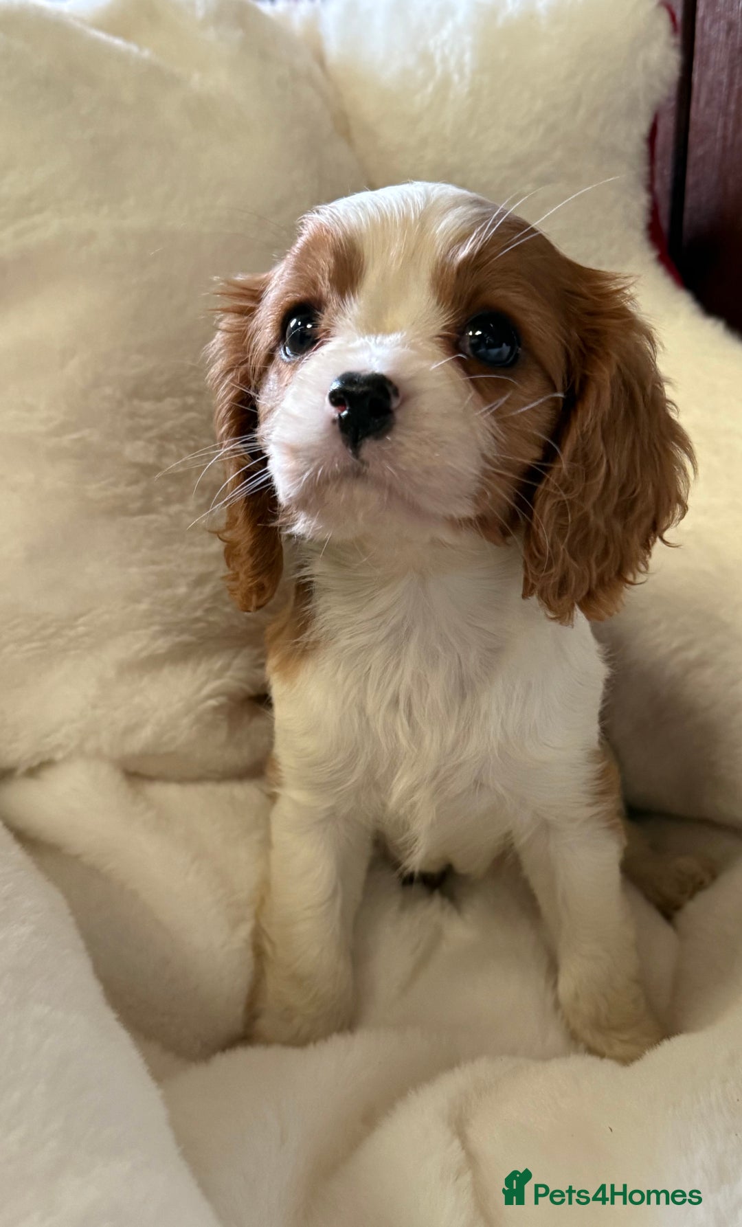 Cavalier King Charles Spaniel dogs for sale: King charles cavalier - Image 9