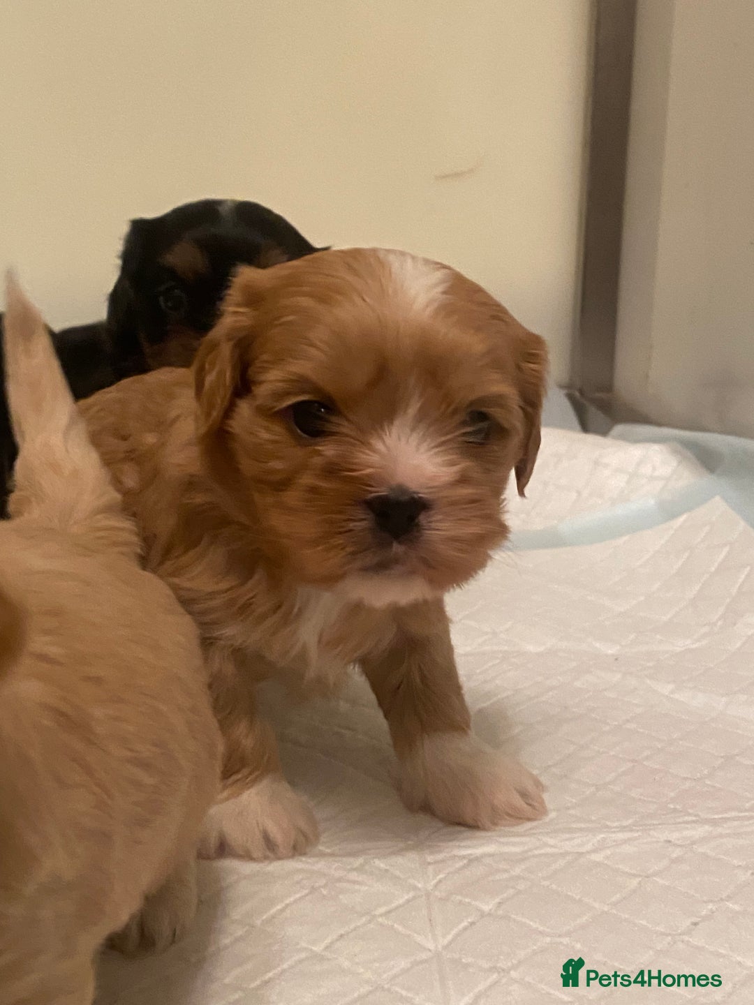 Cava Tzu dogs for sale: Absolutely amazing bundle of cuteness cava - shih - Advert 1