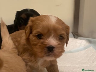 Cava Tzu dogs Absolutely amazing bundle of cuteness cava - shih - Advert 2