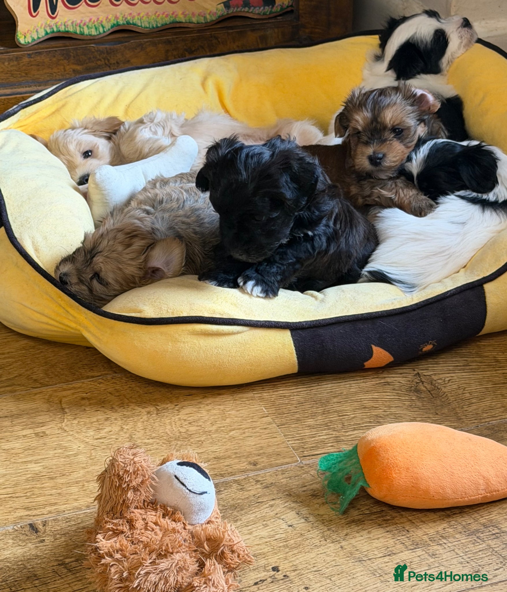 Havanese dogs for sale: GORGEOUS FULL PEDIGREE HAVANESE PUPPIES - Advert 1