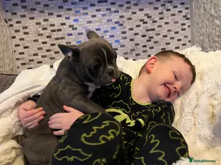 French Bulldog dogs Our keeper for sale French bulldog girl - Advert 1